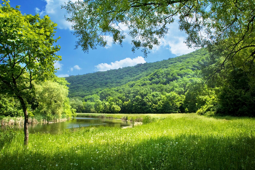 A Nyack talk on making your yard wild and welcoming
