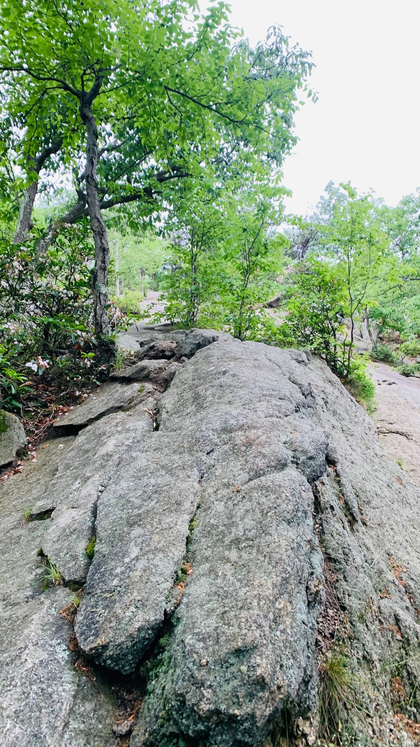 Major Welch Trail