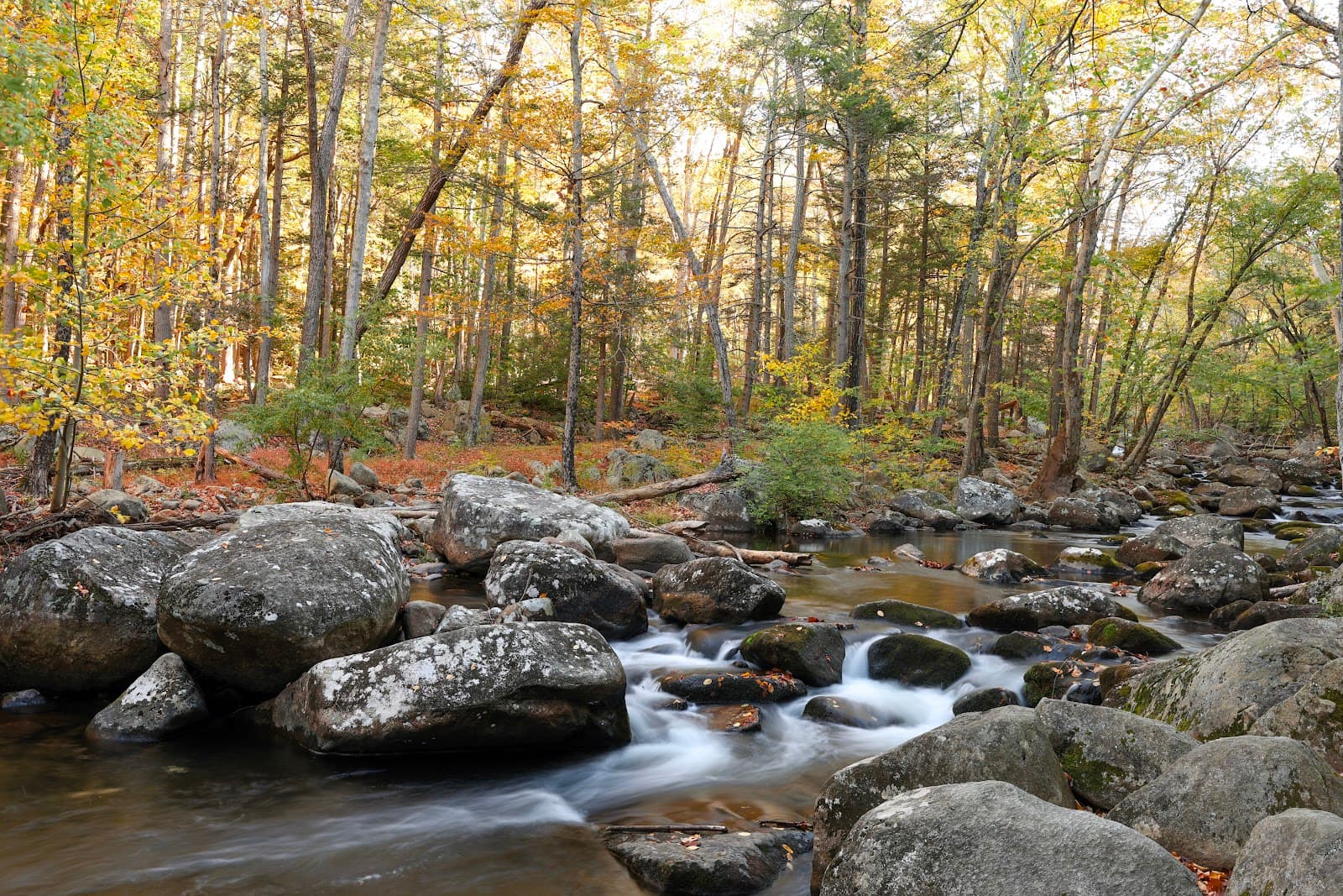 Pine Meadow Trail
