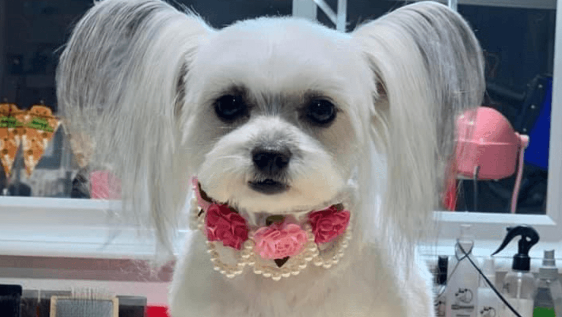 FurEver Friends Dog Grooming Salon