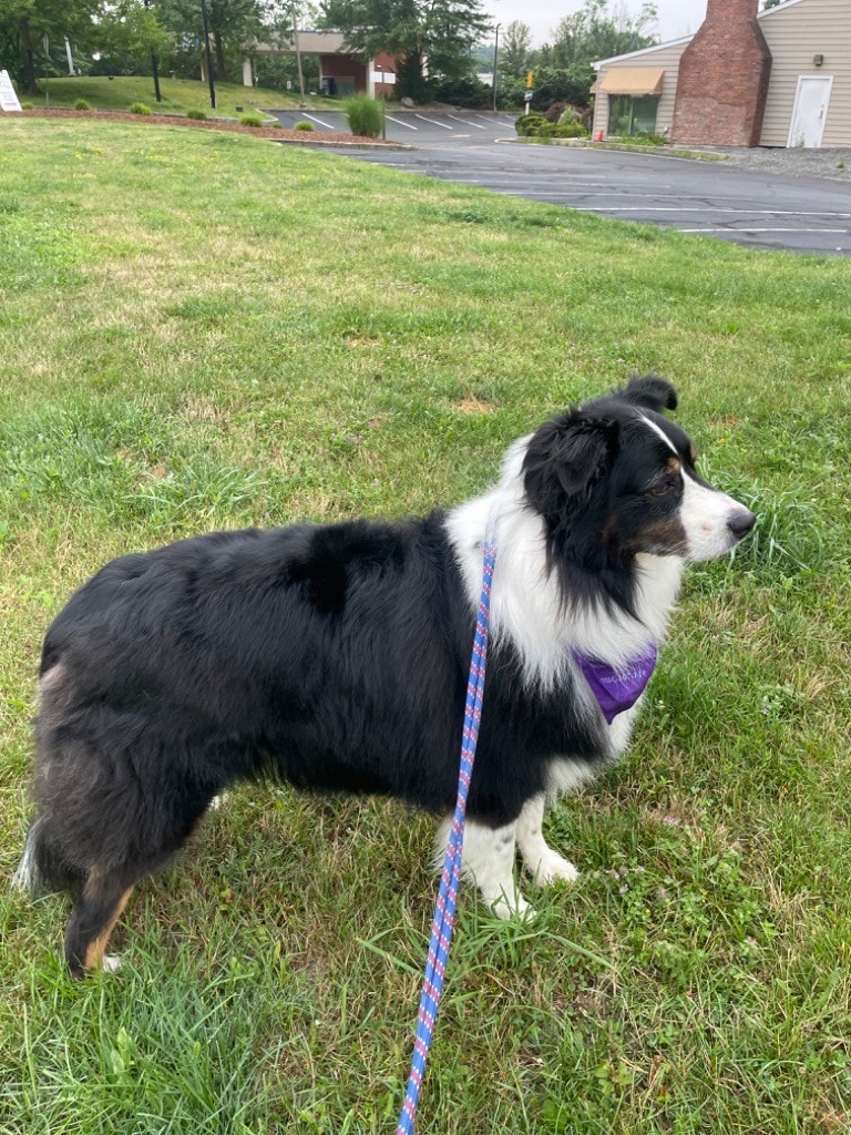 Nanuet's Paw Pals Keeps the Dog Tired and the Owner Sane