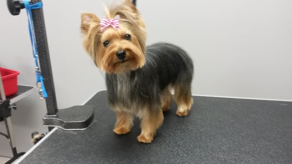 Petscentrix Grooming & Supplies