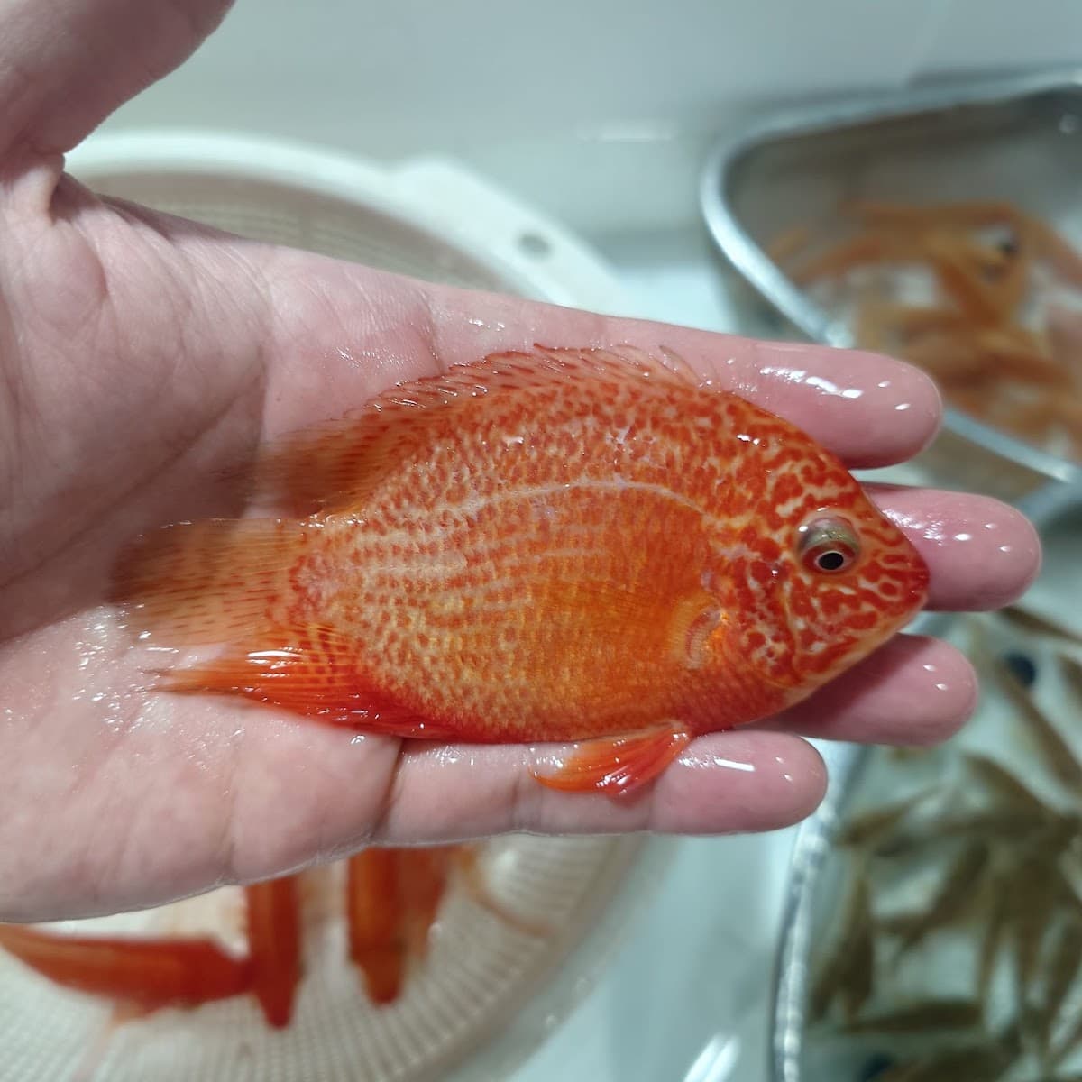 Rockland Aquarium