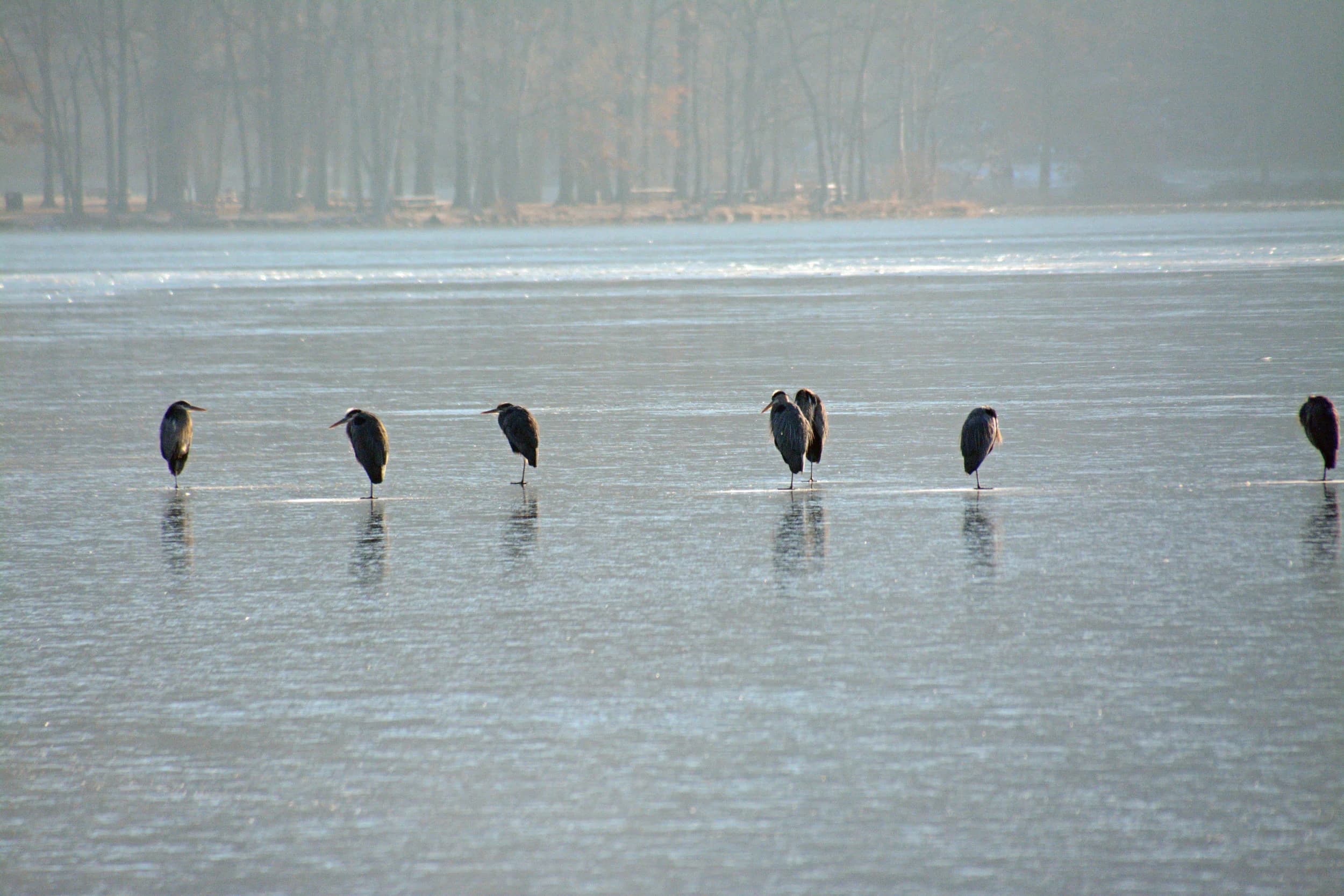 Rockland Audubon Society