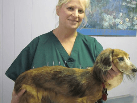 Rockland Holistic Veterinary Care
