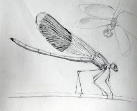 Drawn to Drawing (beg./int.) class image
