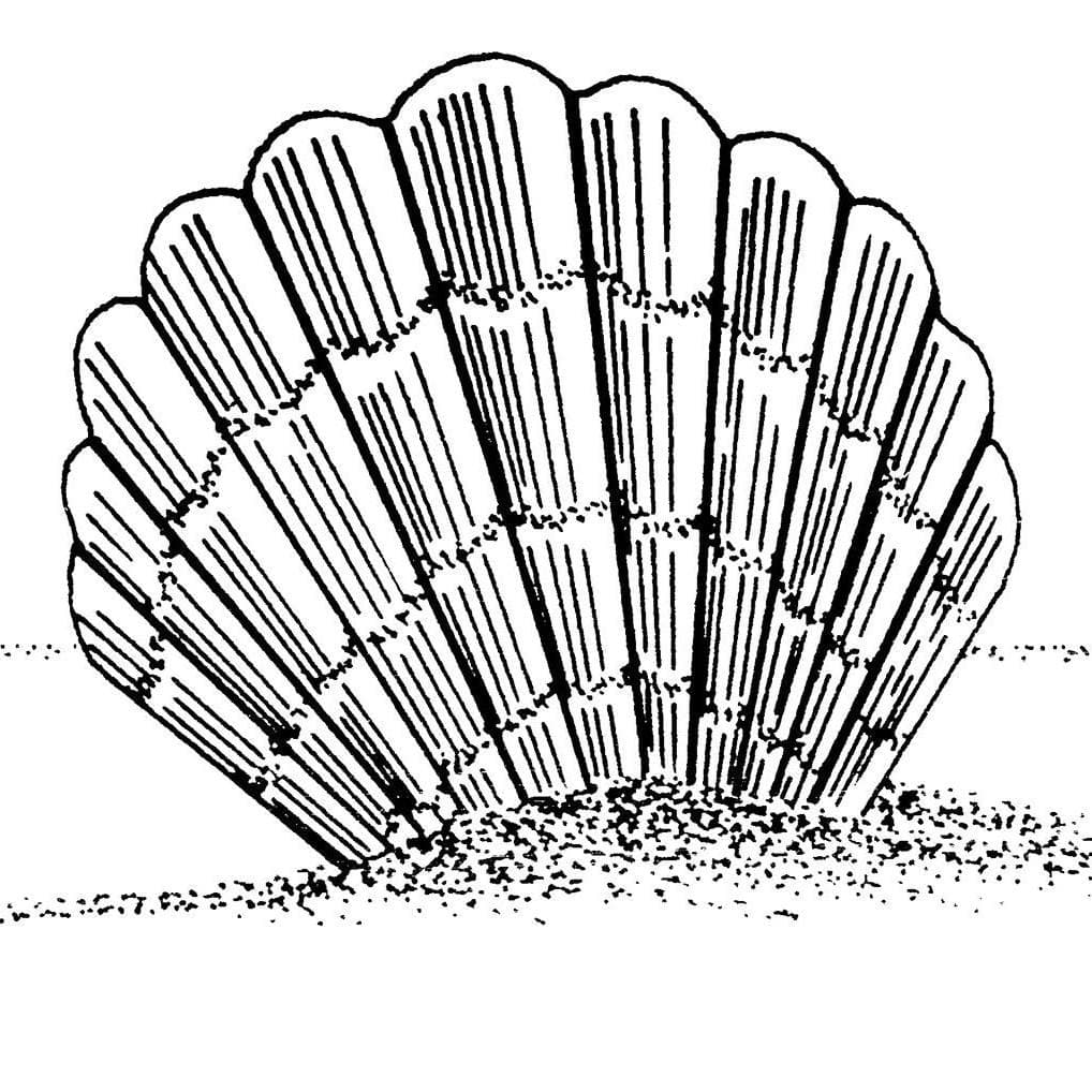 Shell Ann Printing